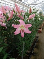 [5223 Okura TL VZ No01.JPG]